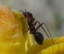 High Resolution Formicidae(Fa) sp005 Animal